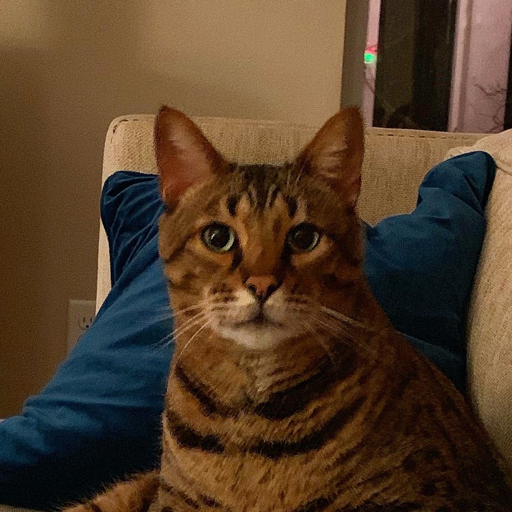 Meet your Posher, Carmen